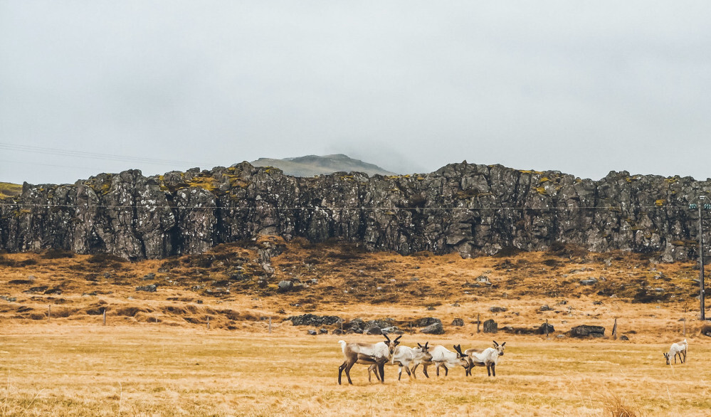 Improved reindeer husbandry with GPS for reindeers