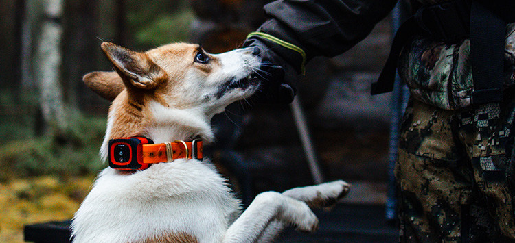 When will my hunting dog tracker stop working? MiniFinder explains!
