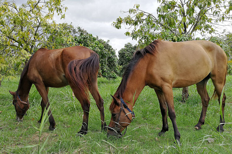 Keep track of your horse with MiniFinder Atto Pro