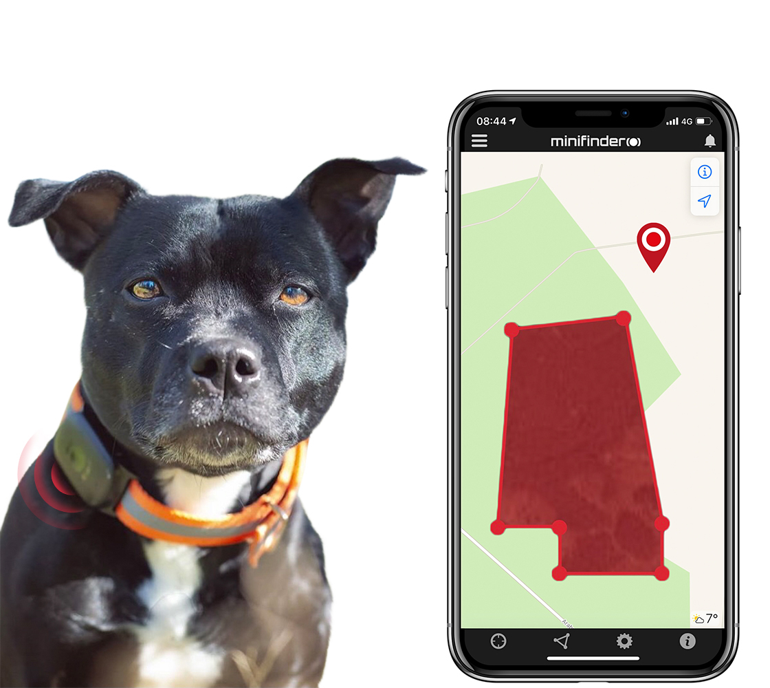 Dog protected with gps dog tracker