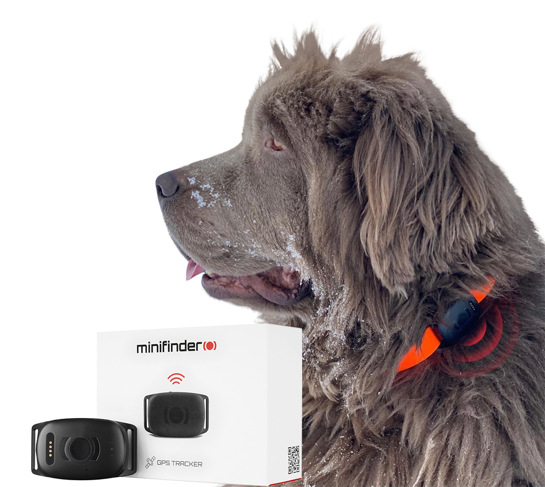Dog wearing a dog gps tracker