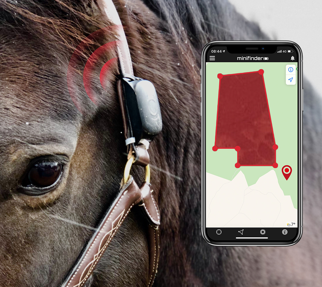 Horse with gps for tracking