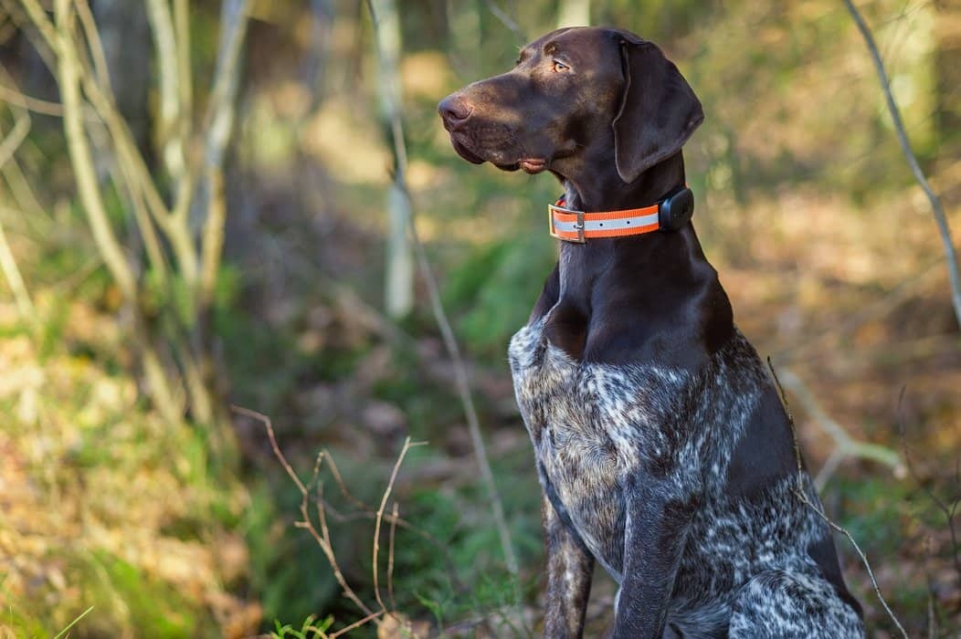 MiniFinder | Keep track of your dog during hunting with our animal tracker