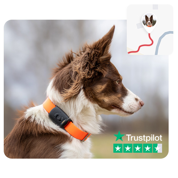 Dog equipped with dog gps tracker