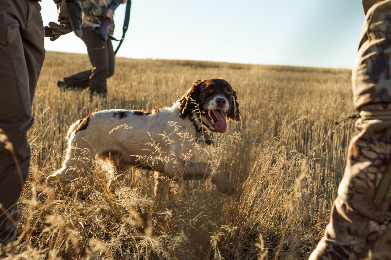 Hunting dog equipped with a GPS tracking device in the field