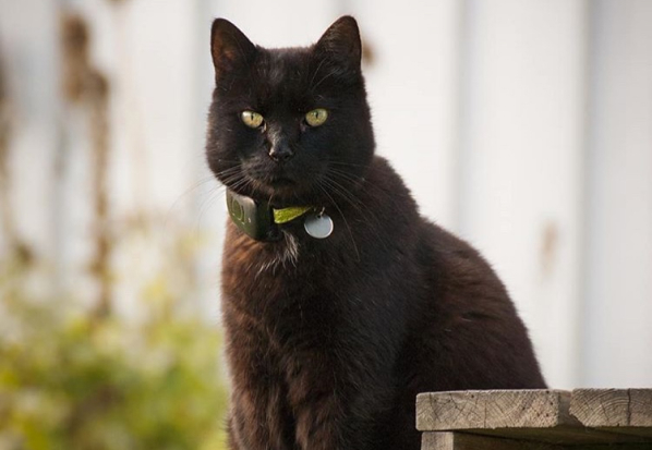 En katt som bär Atto GPS-enheten runt halsen.