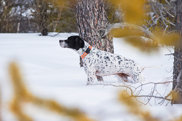 Hund får sit mikrochip kontrolleret med en scanner for sikker identifikation.