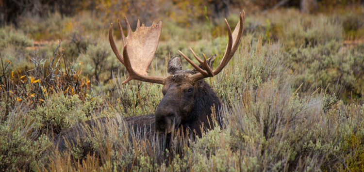 An elk symbol indicating that the 2024 elk hunting season has begun