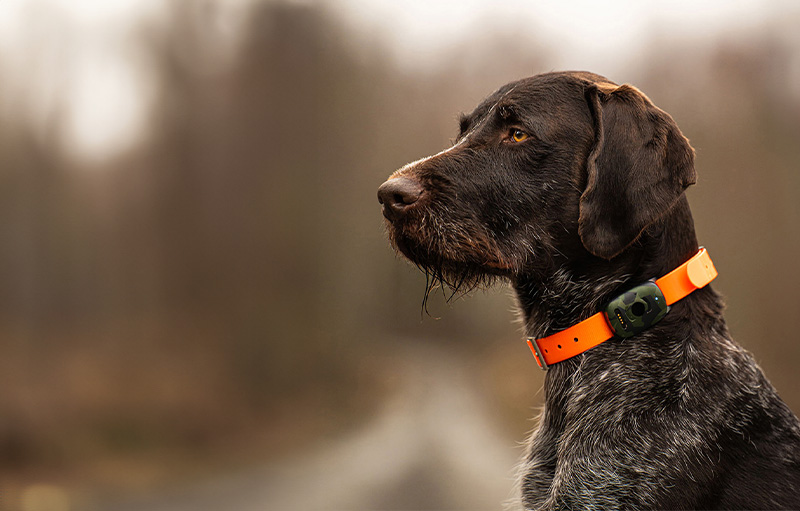 Dog wearing MiniFinder Vexo GPS tracker on its collar, showing comfortable fit and durable outdoor design.