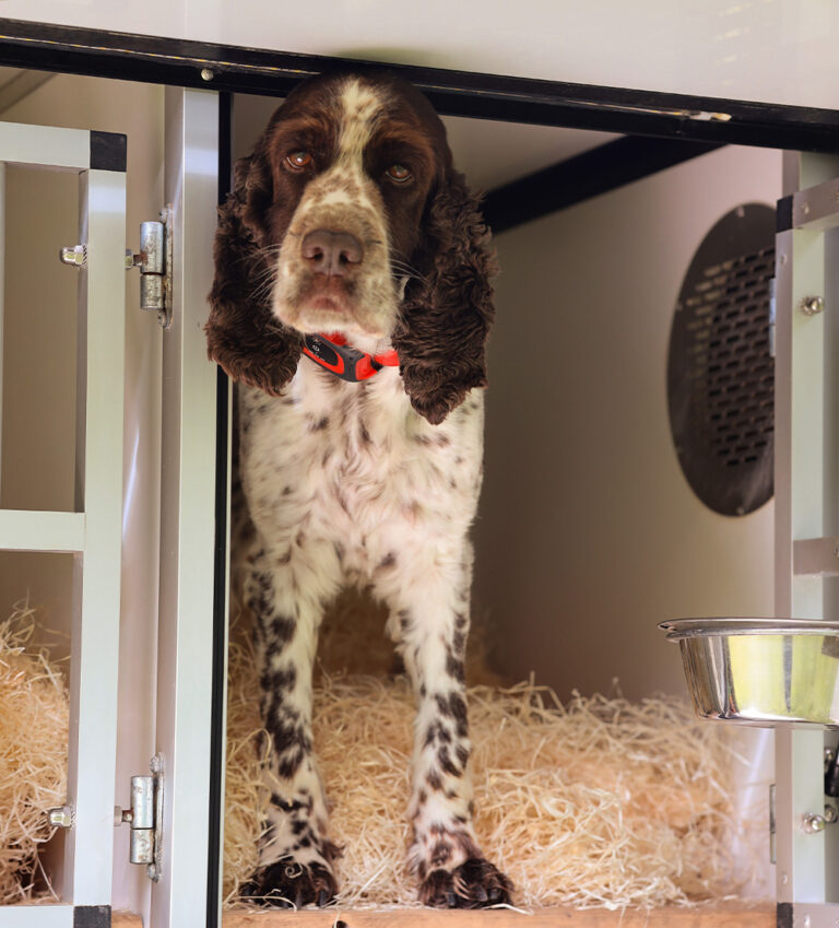 A dog wearing a protective coat equipped with MiniFinder Xtreme for reliable tracking and safety.