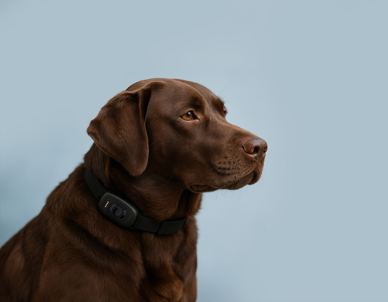 Ein Hund trägt den Atto Pro GPS-Tracker um den Hals.