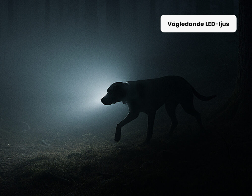 Bild på Rex LED ljus som lyser upp hunden i skogen