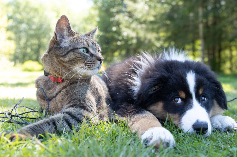 A cat and a dog wearing MiniFinder tracking devices.