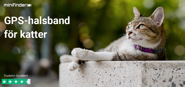 Cat wearing a GPS collar for safe outdoor exploration