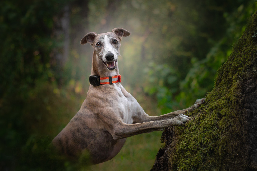 En hund som bär Atto Pro GPS-enheten på sitt halsband.