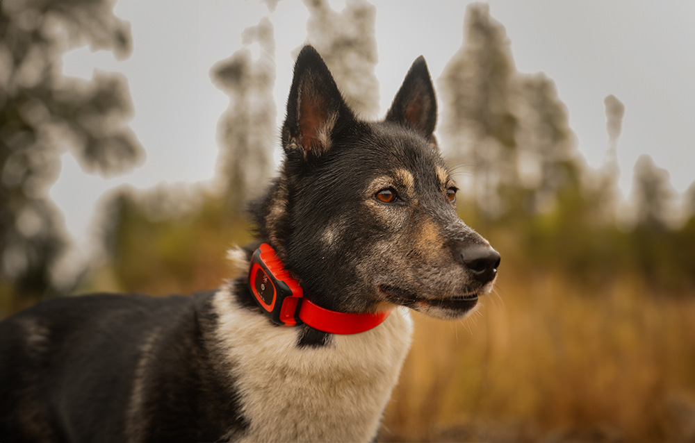 MiniFinder Rex med ljudsignal för inkallning och kontakt