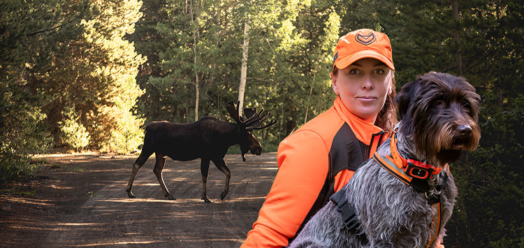 En bild som illustrerar viltolyckor och risker med vilda djur nära vägar.