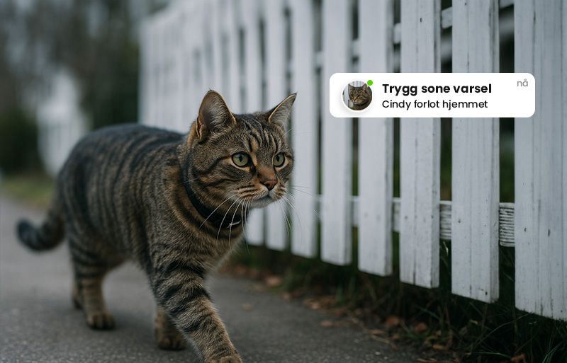 Katt med trygg sone varsel når den forlater hjemmet