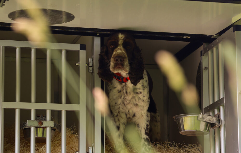 Bilde av en hund i en hundekåpe med aktiv temperaturovervåking