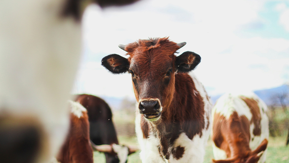 Kuh auf der Weide mit GPS Vieh Tracker zur Tierüberwachung