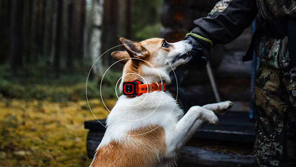 Jagdhund mit MiniFinder Rex GPS Tracker im Einsatz.