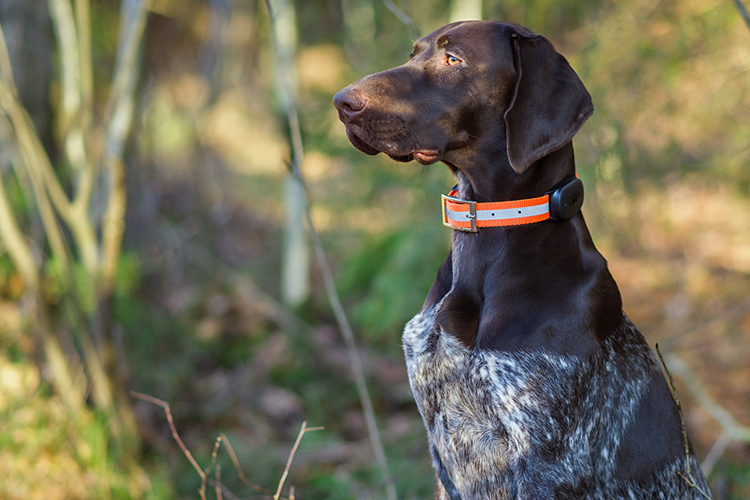 Dog wearing an Atto Pro GPS tracker outdoors