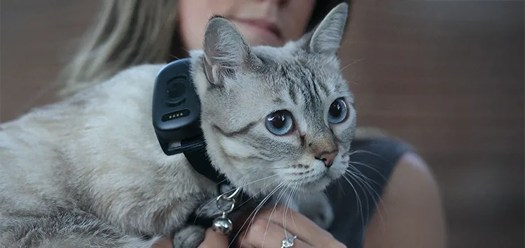 Katzenbesitzer mit Katze, die ein GPS Gerät trägt, für mehr Sicherheit und ein gutes Gefühl.