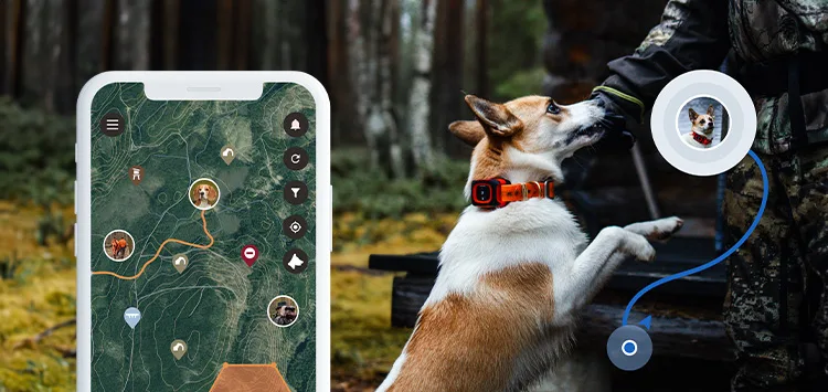 Hunting dog wearing a GPS tracker while handler follows location in the mobile app