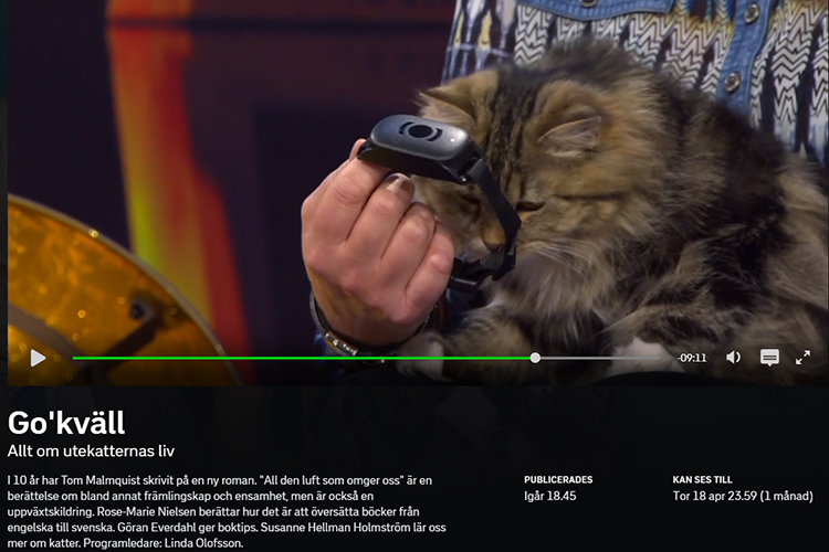 A cat wearing a MiniFinder Atto GPS that helps owners know where their cat is