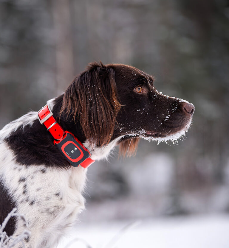 MiniFinder Rex aan de halsband van een jachthond