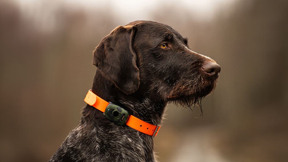 MiniFinder Vexo am Hundehalsband bei der Jagd im Wald