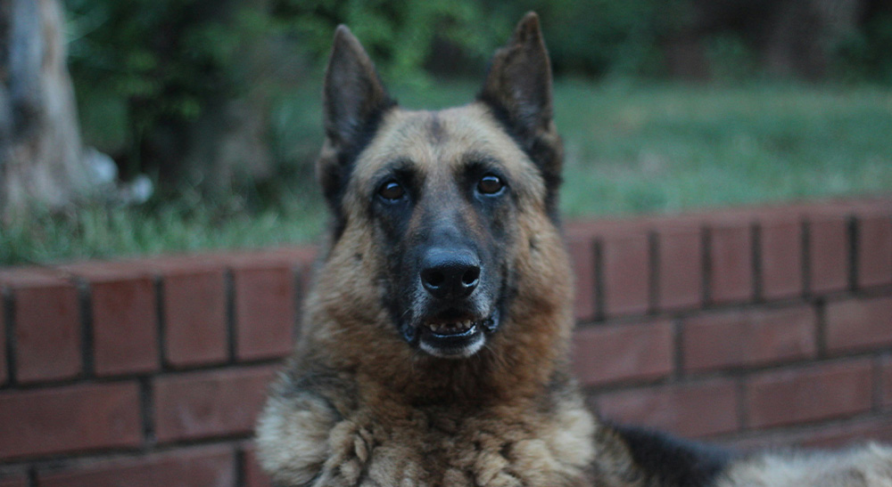 GPS-Tracker für ältere Hunde und Katzen als lebenswichtiger Schutz bei Demenz und Wandering