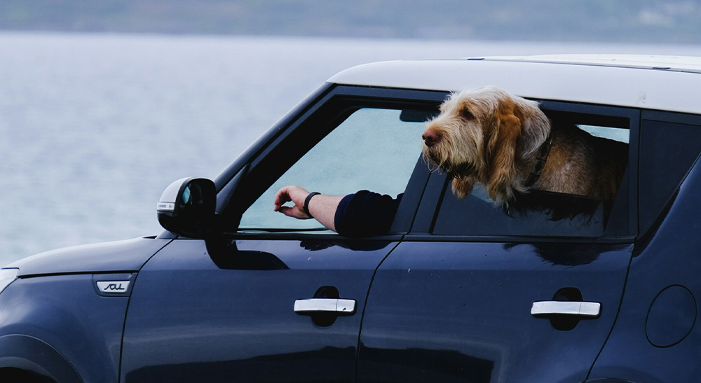 Hund im Urlaub mit GPS-Tracker für weltweite Echtzeit-Ortung und mehr Sicherheit auf Reisen