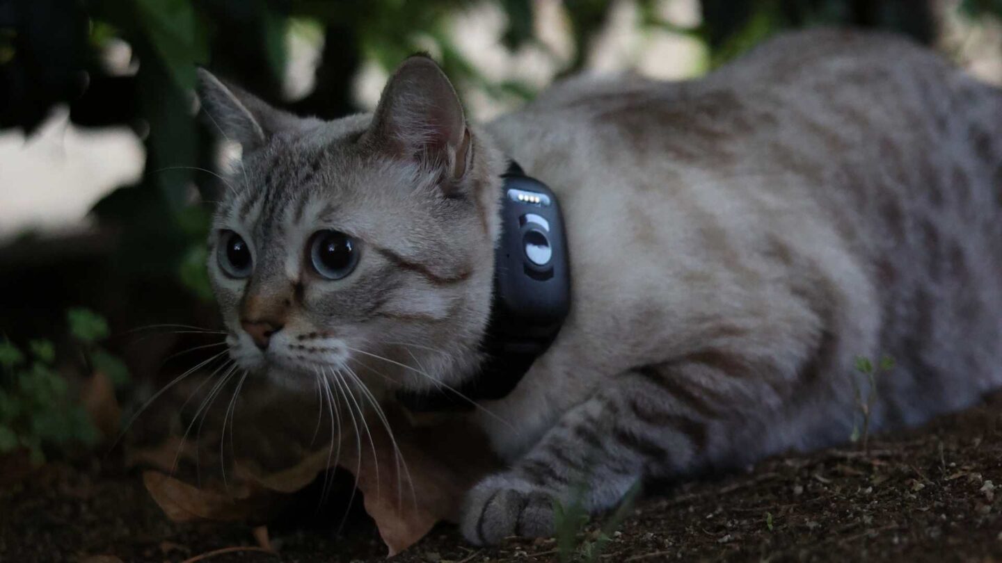 Cat wearing a GPS collar outdoors for reliable tracking