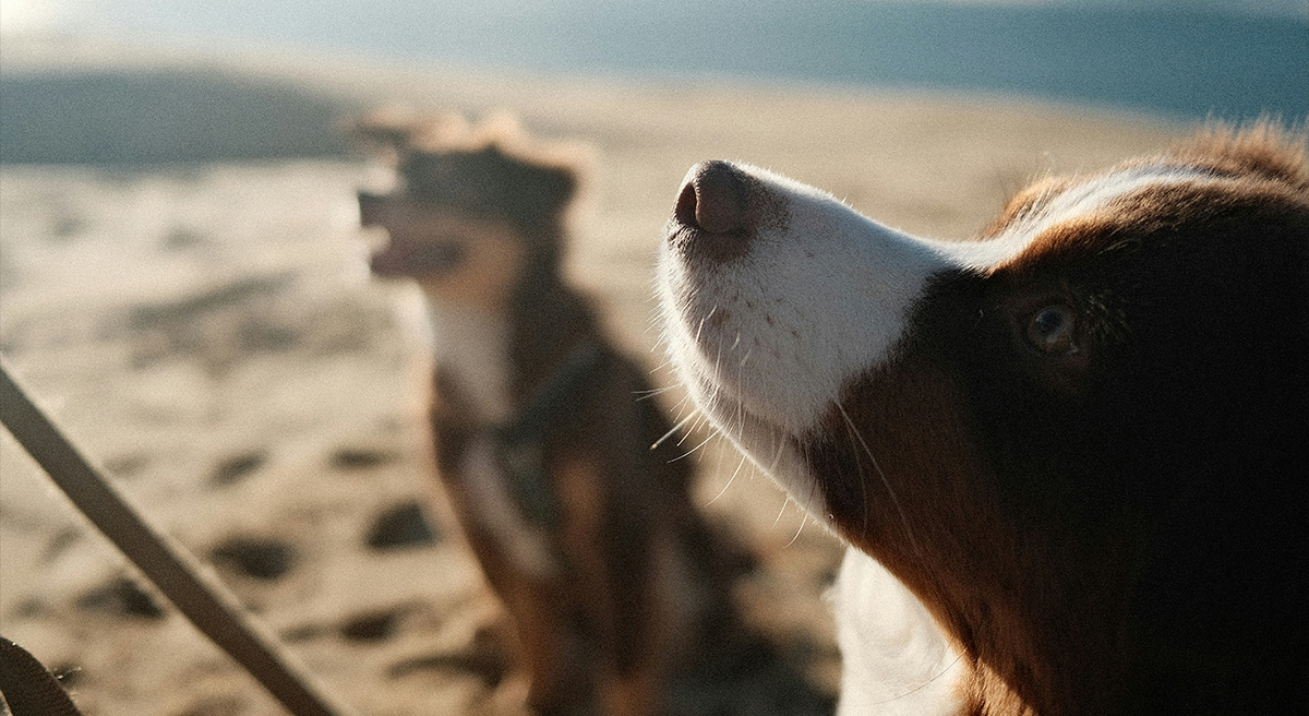 To hunde sidder på en strand i solen.
