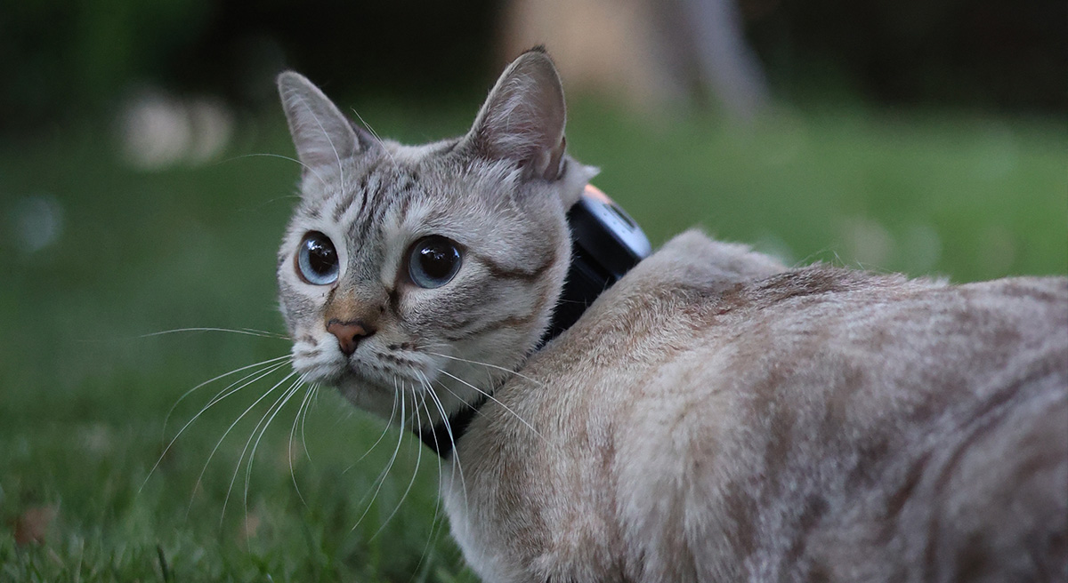 Katze mit Atto GPS tracker