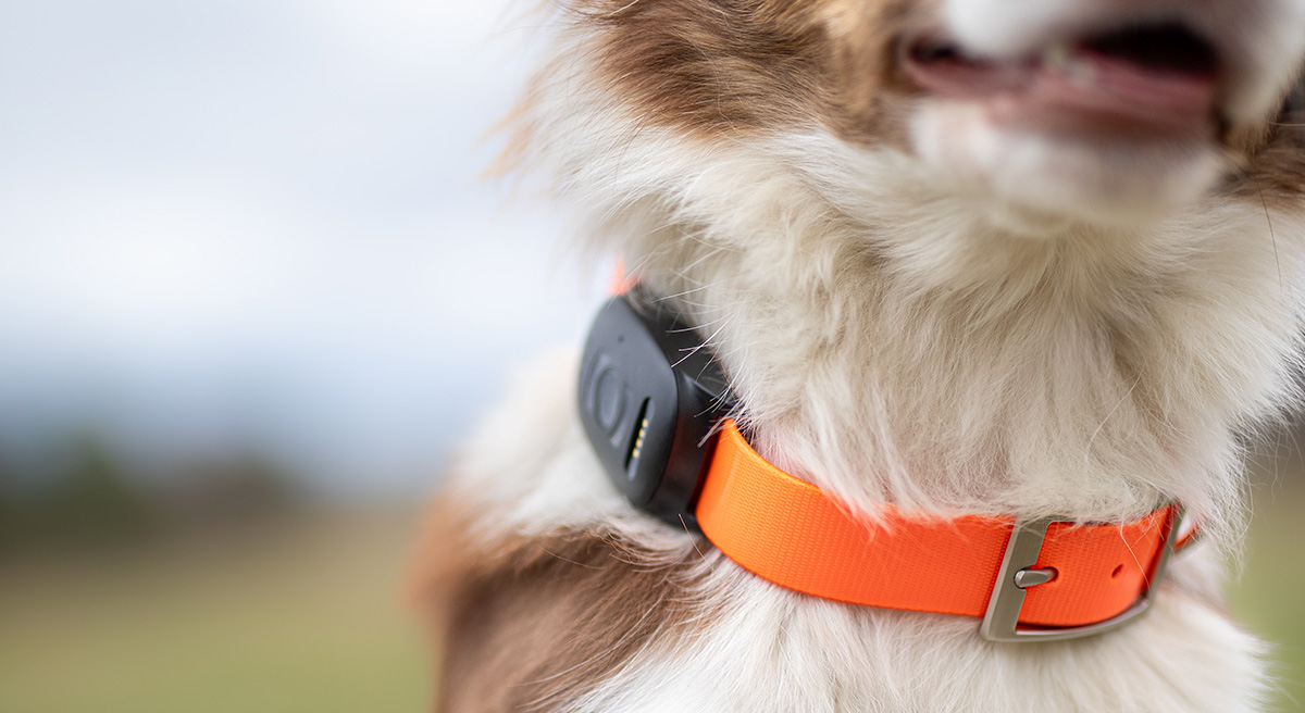 Bester Hunde GPS