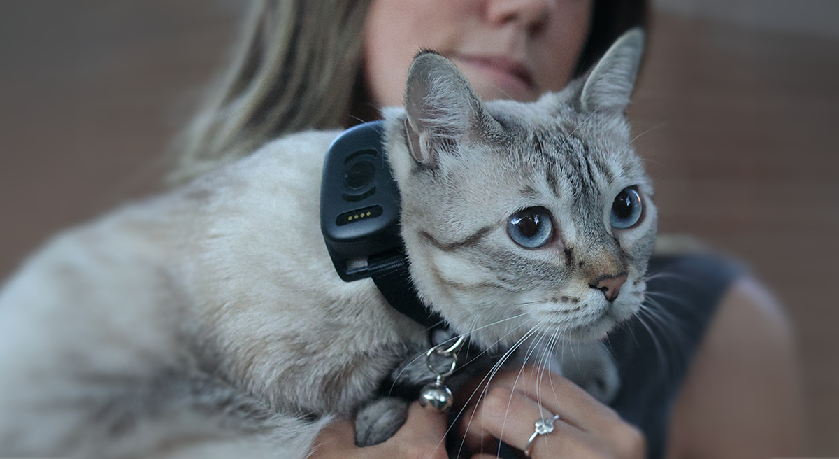 A light-colored cat with blue eyes wearing a GPS collar, held in its owner’s arms.