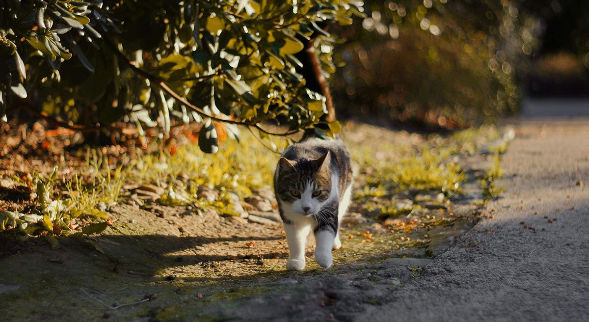 GPS-Tracker Katzen