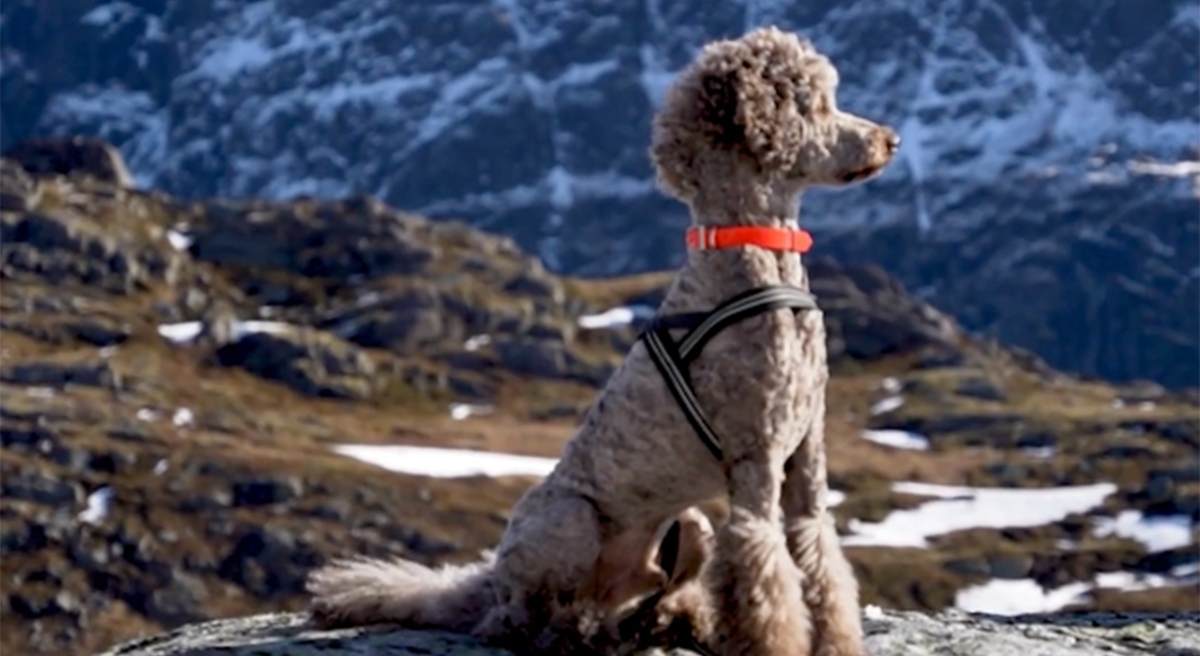 Dog hiking in the mountains with owner using GPS tracker for safety