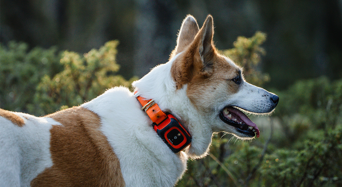 Jagdhundeortung mit Bell-Indikator