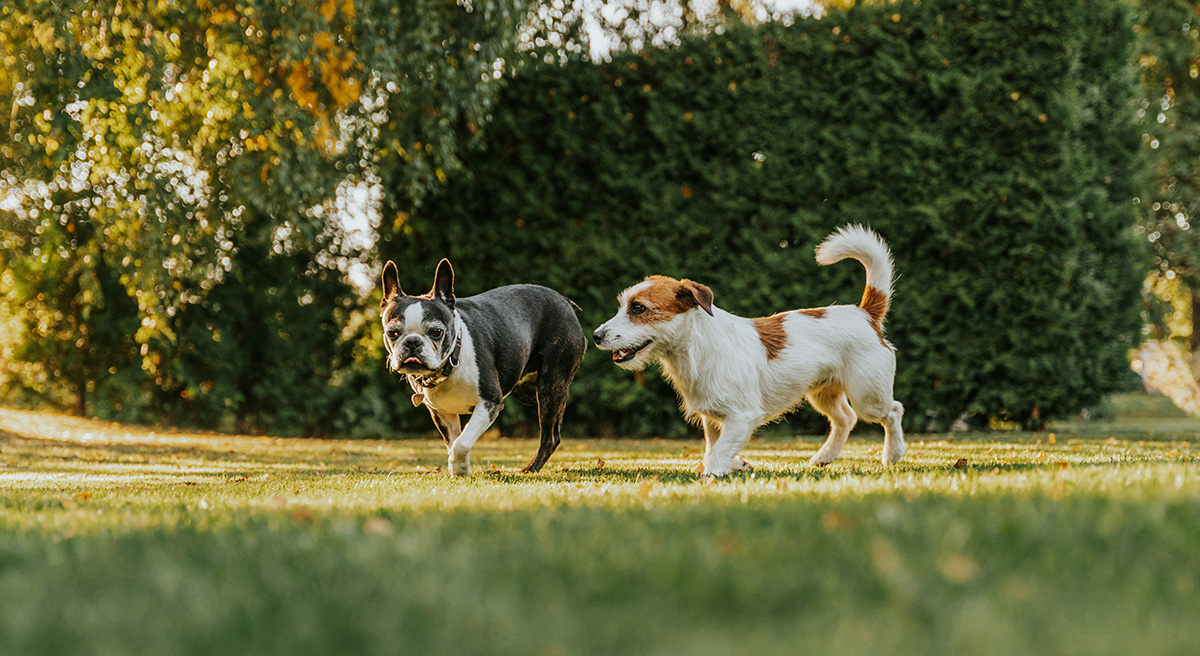 Hunde tracker