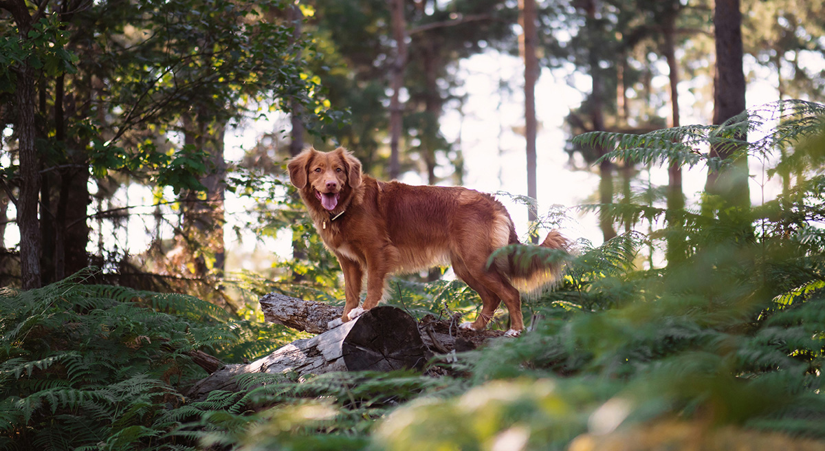Hunde