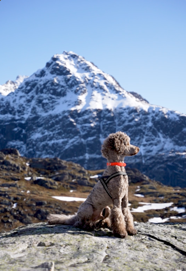 Dog hiking in the mountains with owner using GPS tracker for safety