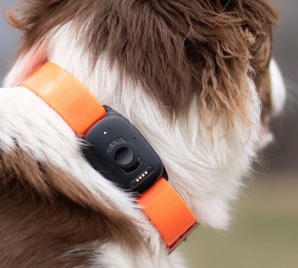 Dog wearing the MiniFinder Atto Pro GPS tracker attached to its collar outdoors.