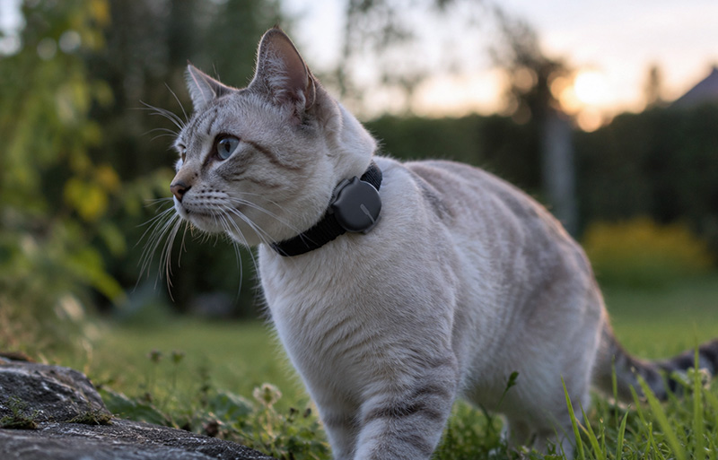 MiniFinder Gato