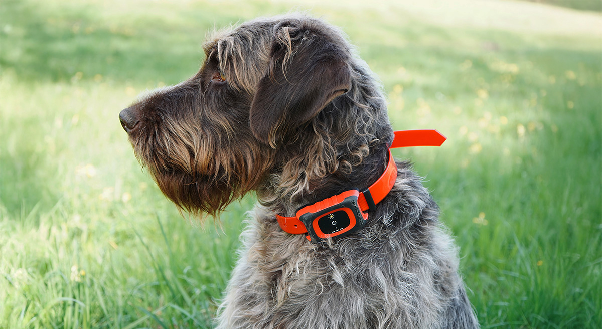 MiniFinder Rex GPS für Jagdhunde