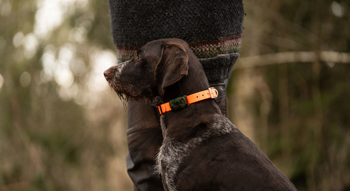 Brown hunting dog wearing a GPS tracking collar sitting beside its handler in a forest during a hunt.