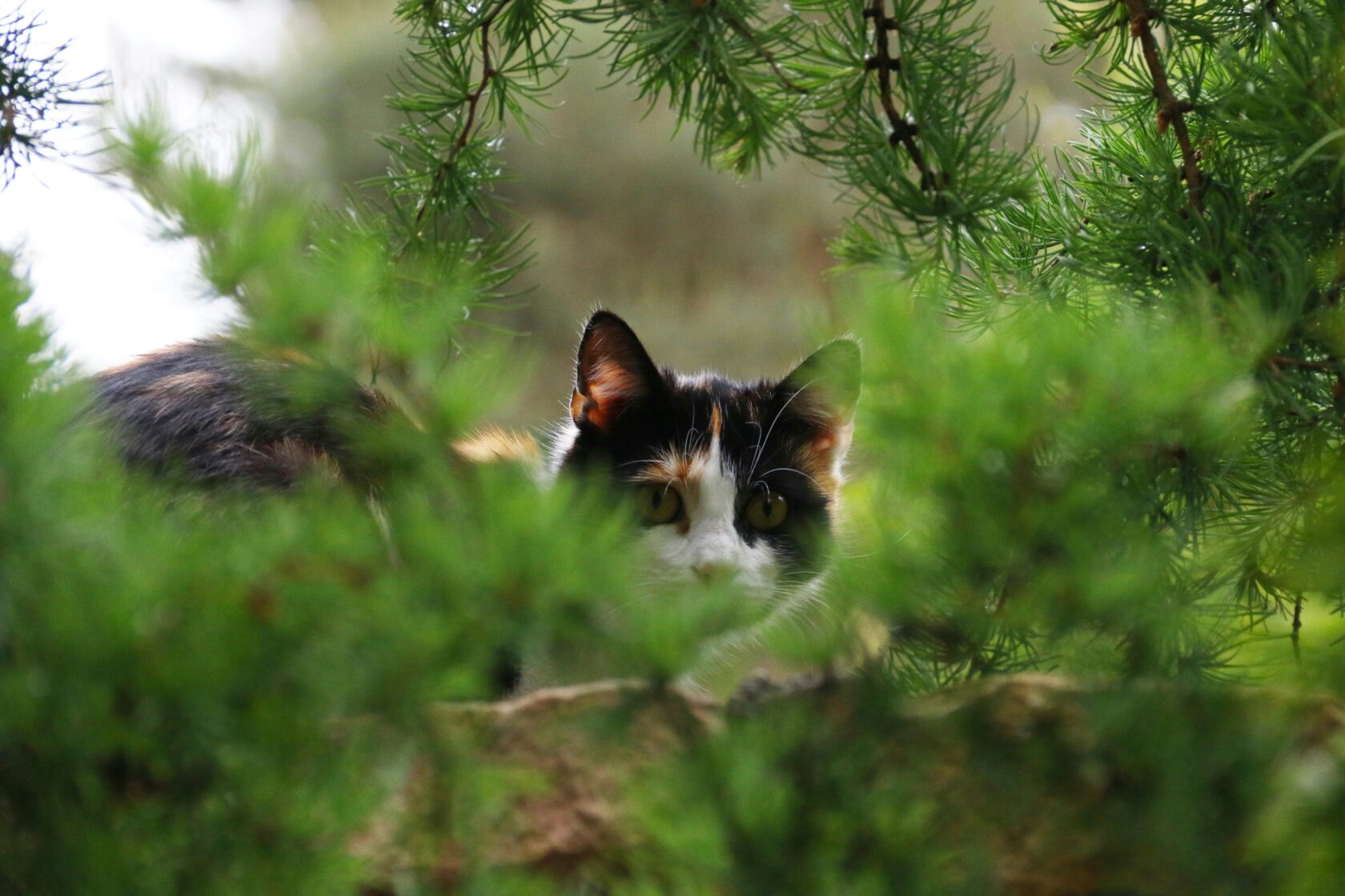 Cat sneaking behind green pine branches in a forest environment.