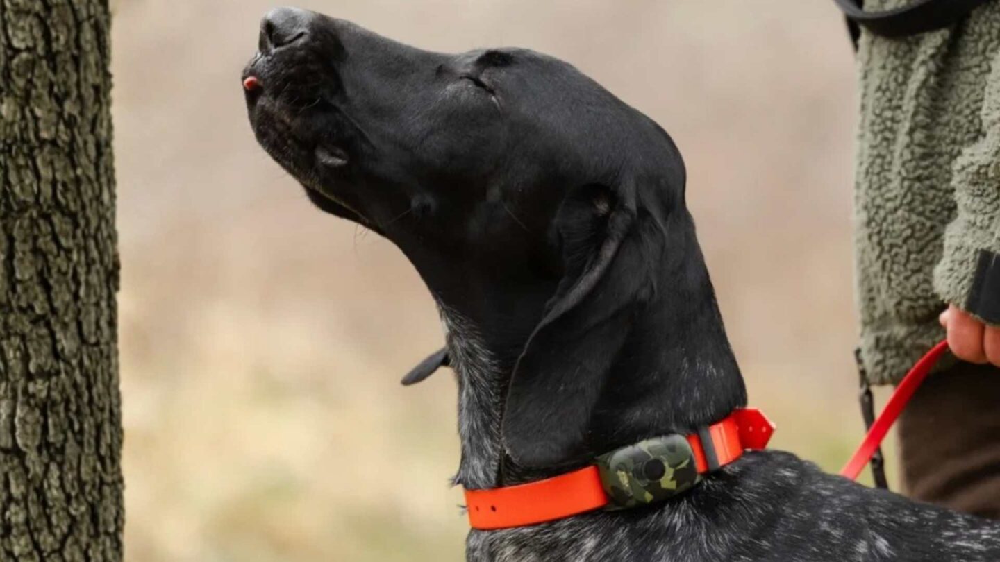 Jägare med hund i koppel i skogen under jaktsäsong.